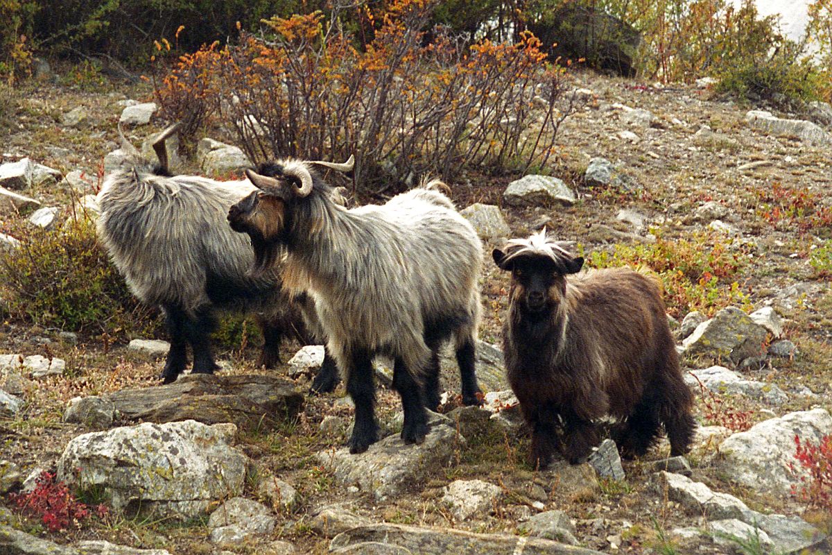 19 Goats At Yulok Village Across River From Kharta Tibet